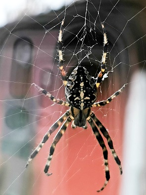 Kreuzspinne vor der Ferienwohnung