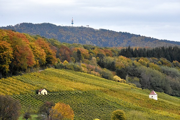 Weinberge mit Blauen