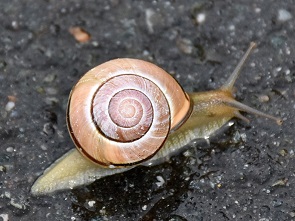 Schnecke