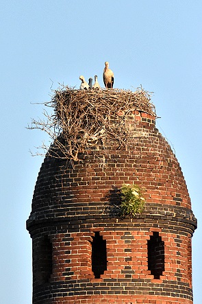 Storchennest
