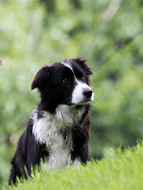 Border Collie