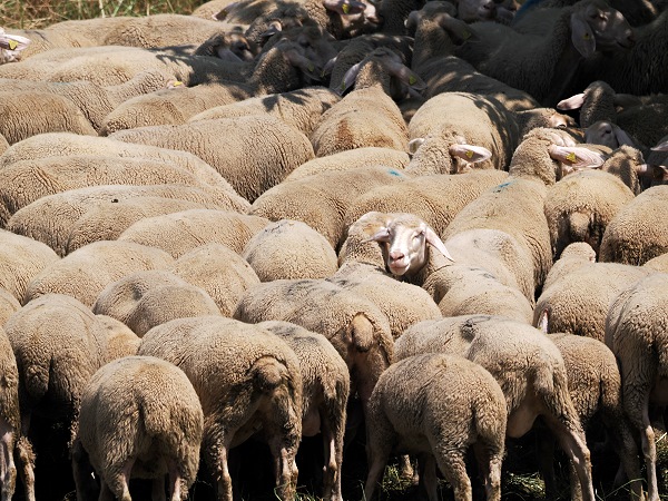 Schafe