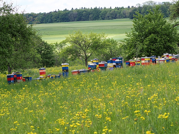 Bienenstöcke