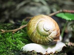Schnecke
