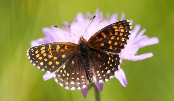 Baldrian-Scheckenfalter