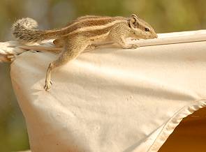 Streifenhörnchen auf dem Zeltdach