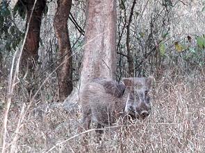 Gut getarntes Wildschein