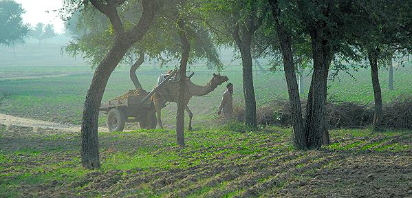 Auf dem Land am Morgen