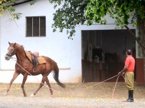 Rennpferd beim Training