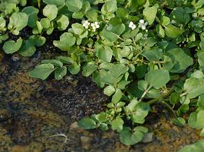 Wasserkresse für die Suppe