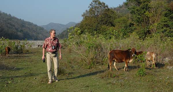 Abendspaziergang mit Kühen