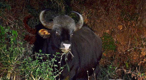 Gaur im Licht