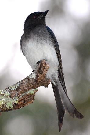 Drongo