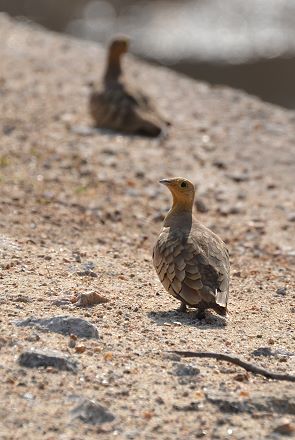 Sandgrouse
