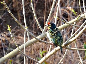 Copperhead-Barbet