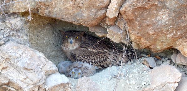 Seltene Sichtung - Fischuhu