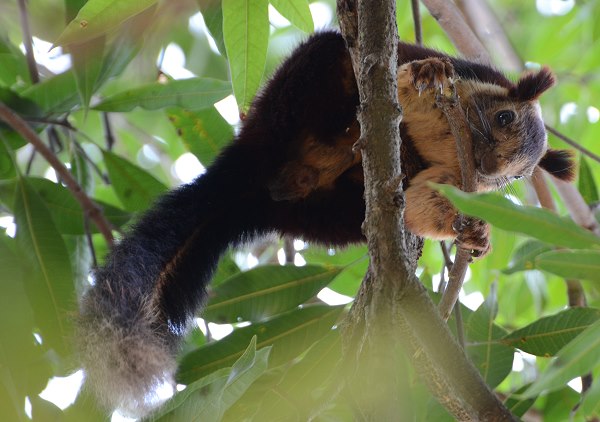 Malabar Riesenhörnchen