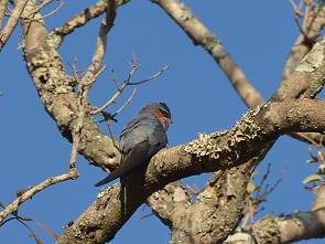 Seltener Vogel, Namen vergessen