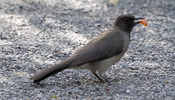 Bulbul