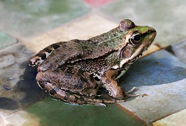 Frosch