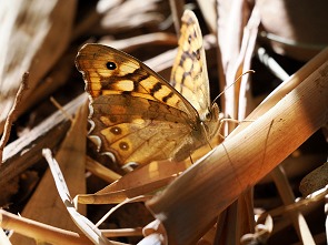 Schmetterling