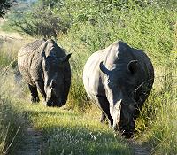 Rhinos am Waterberg