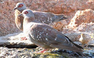 Guineataube (Columba guinea)