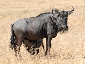 Gnu