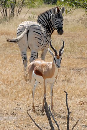 Gnu mit Zebra