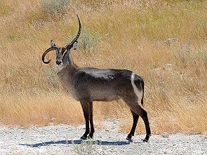Wasserbock mit krummen Horn
