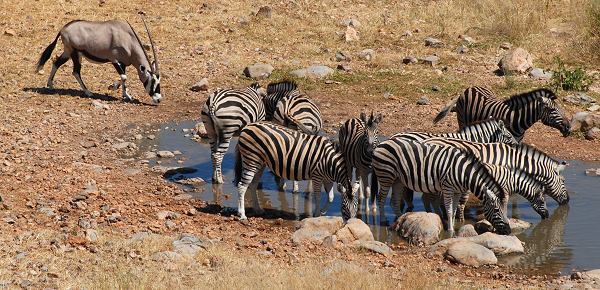 Am Wasserloch vor der Lodge
