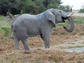 Elefant