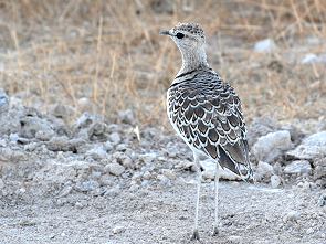 Doppelband-Rennvogel