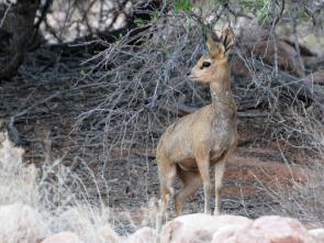 Klipspringer