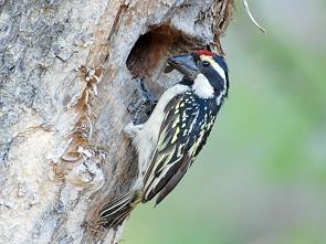 Dieser Specht wohnt am Restaurant