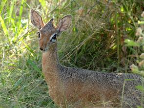 Besucher am Haus, ein DikDik