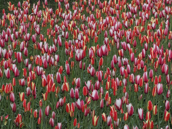 Tulpen