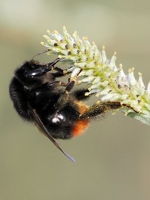 Steinhummel