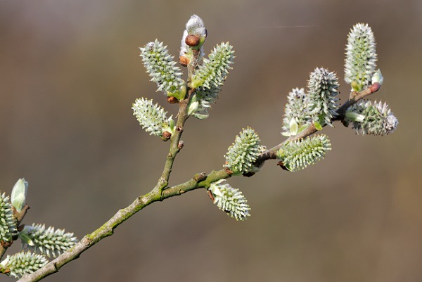 Knospen im Frühling