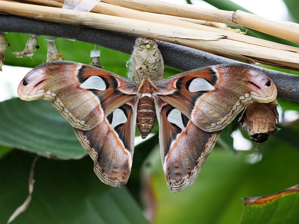 Schmetterling