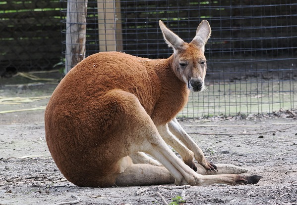 Rotes Riesenkänguru