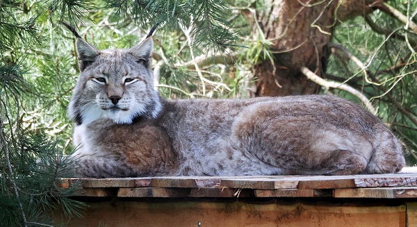 Luchs