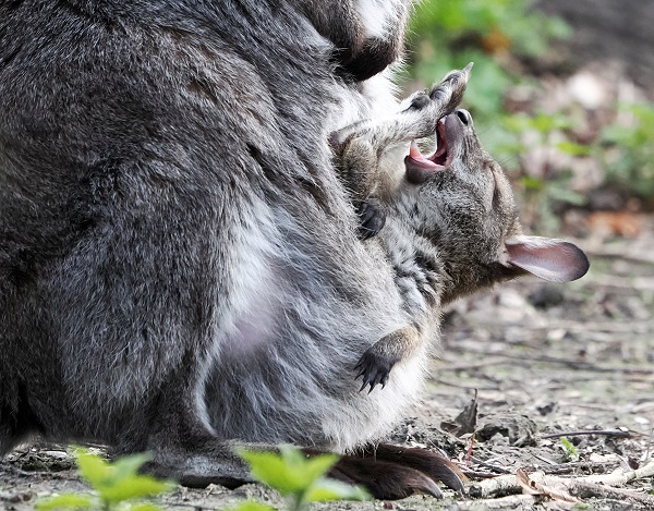 Gähnendes Wallabybaby