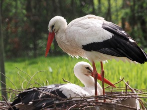 Brütende Störche