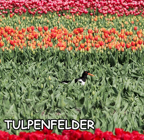 Austernfischer im Tulpenfeld