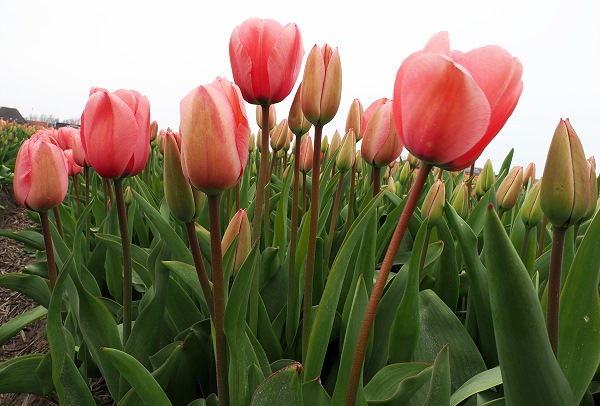 Tulpen