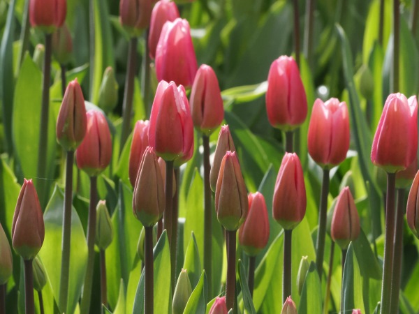 Tulpen
