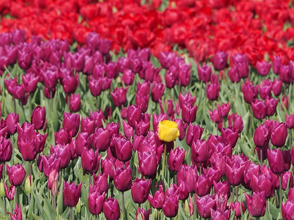 Tulpen