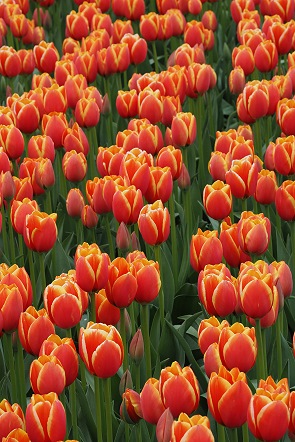 Tulpen