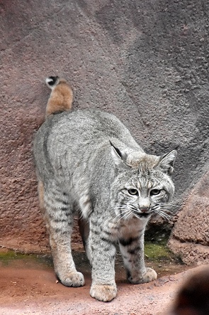 Luchs